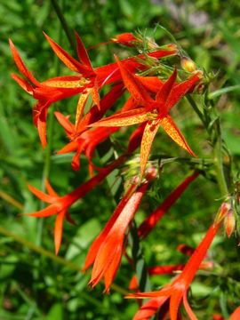 Image of Scarlet Gilia