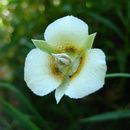 Calochortus subalpinus Piper resmi