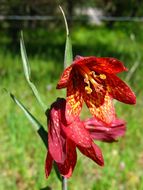 Image of Gentner's fritillary