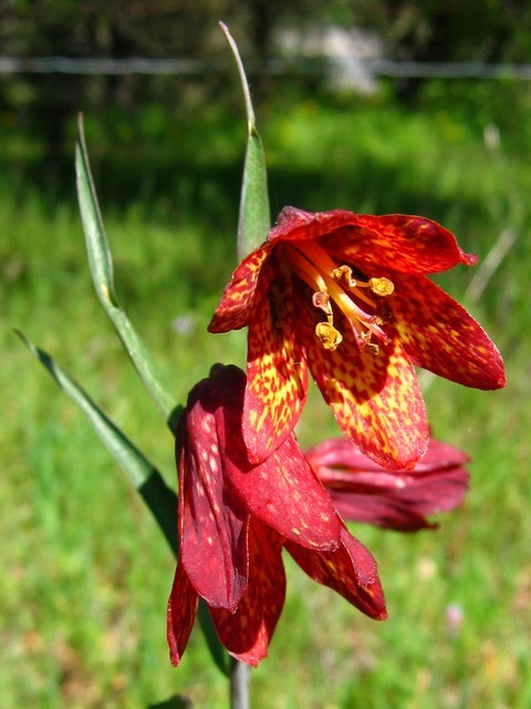 Image of Gentner's fritillary