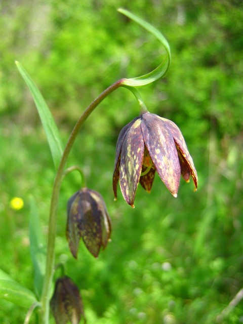 Image of checker lily