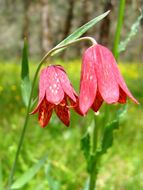 Image of Gentner's fritillary