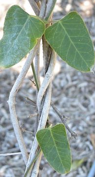 Image of white bladderflower