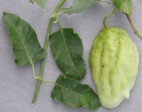 Image of white bladderflower