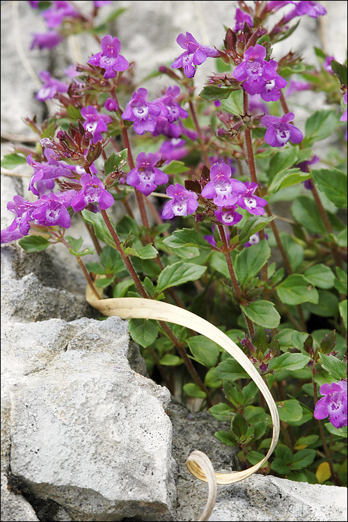 Image of alpine basil thyme