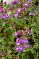 Image of alpine basil thyme