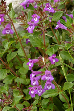 Image of alpine basil thyme