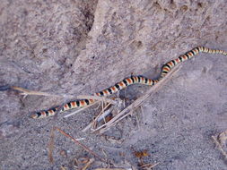 Image of Western Shovel-nose Snake