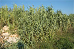 Image of Giant Reed