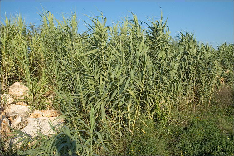 Plancia ëd Arundo donax L.