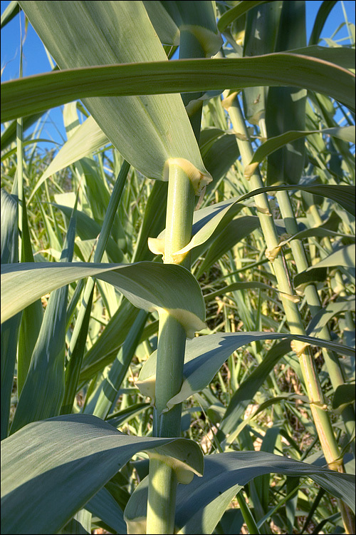 Image of Giant Reed