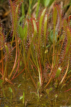 صورة Drosera anglica Huds.