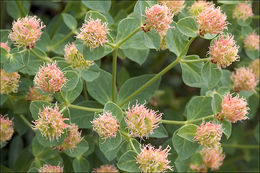 Image of Euphorbia fragifera Jan