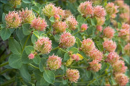 Image of Euphorbia fragifera Jan