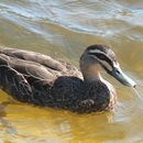 Image of Grey Duck