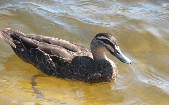 Image of Grey Duck