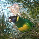 Image of Australian Ringnecks