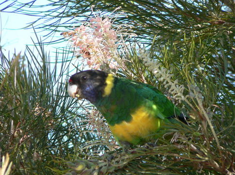 Image de Perruche à collier jaune