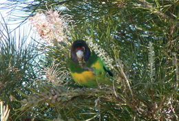 Image of Australian Ringneck