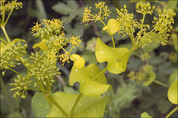 Image of Smyrnium perfoliatum L.