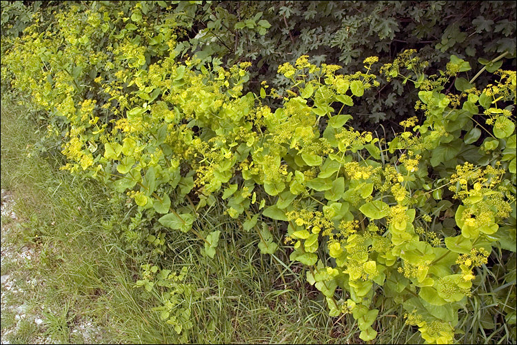 Image of Smyrnium perfoliatum L.