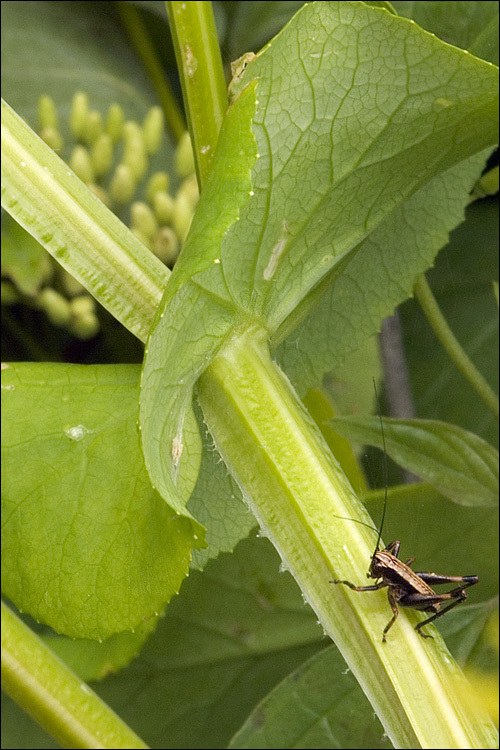 Image of Smyrnium perfoliatum L.