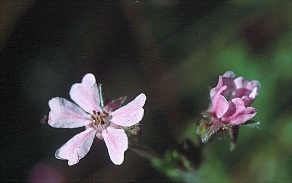 Image of carrotleaf horkelia