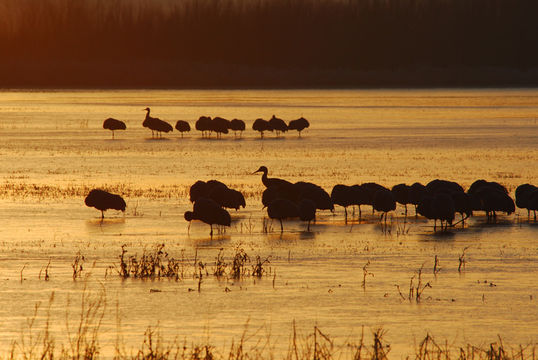 Image of sandhill crane