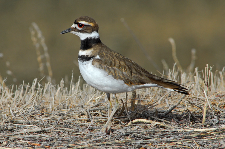 Image of Killdeer