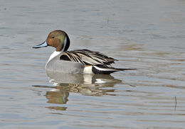 Image of pintail, northern pintail