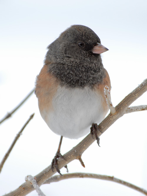 Image of Dark-eyed Junco