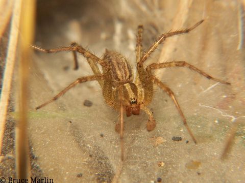 Image of Grass Spiders