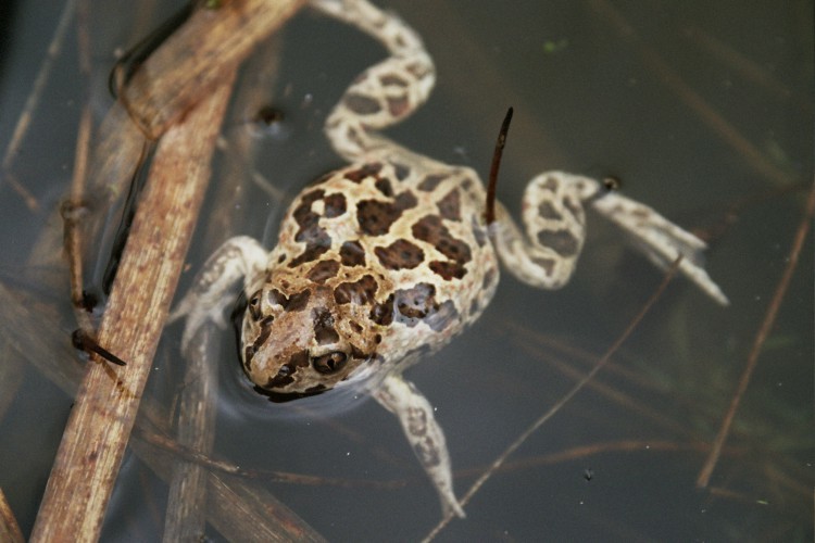 Image of Common Spadefoot