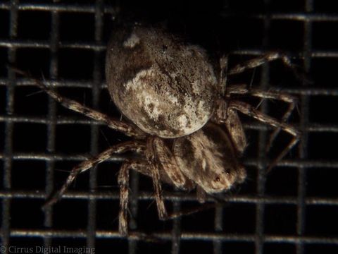 Image of Western Lynx Spider