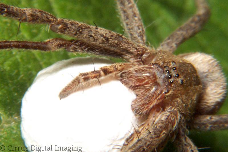 File:Spider-web-insect - West Virginia - ForestWander.jpg