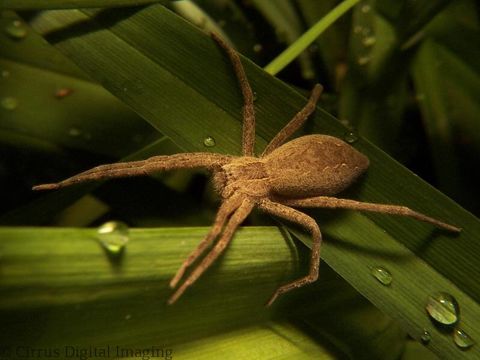 Image of Nursery Web Spider