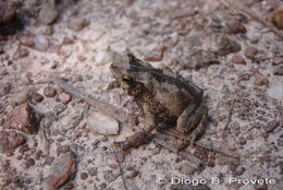 Image of Rhinella scitula (Caramaschi & Niemeyer 2003)