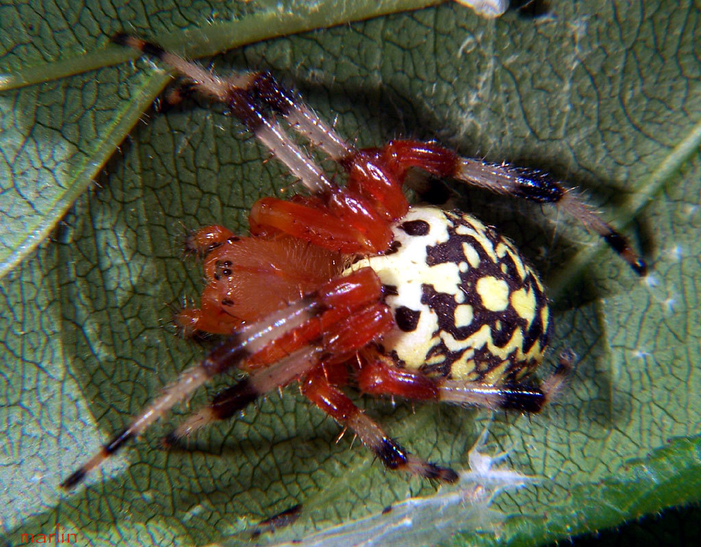 Sivun marmoriristihämähäkki kuva