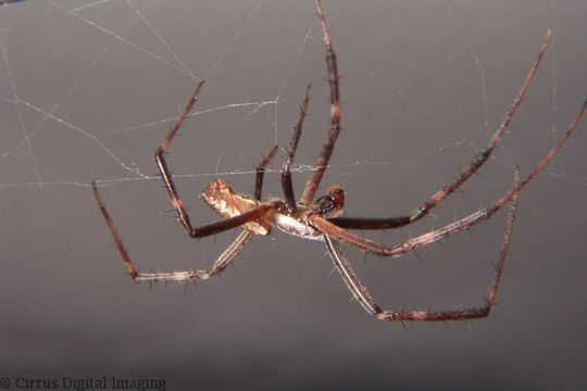 Image of Black-and-Yellow Argiope