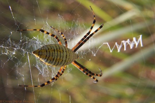 Image of Banded Argiope