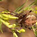 صورة Neoscona arabesca (Walckenaer 1841)