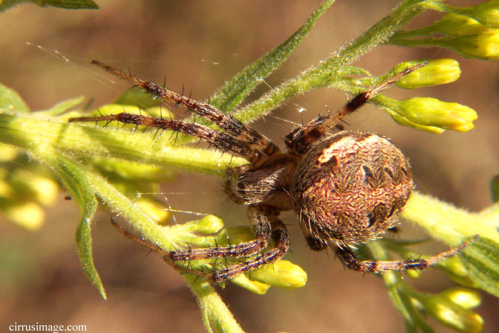 Image of Arabesque Orbweaver