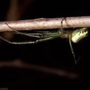 Sivun Leucauge venusta (Walckenaer 1841) kuva