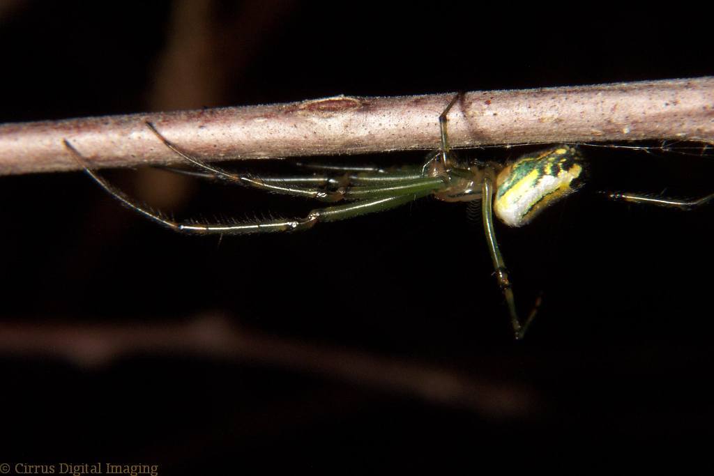 Sivun Leucauge venusta (Walckenaer 1841) kuva