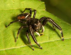 Image de Phidippus clarus Keyserling 1885