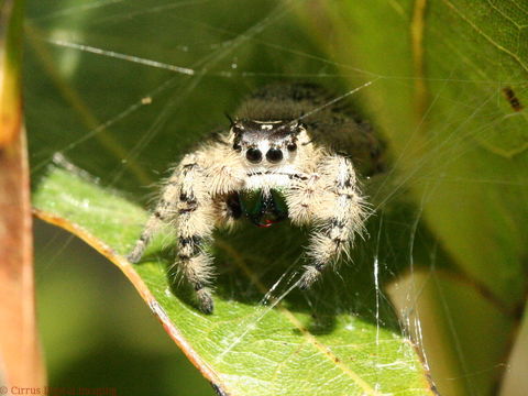 Phidippus otiosus (Hentz 1846)的圖片