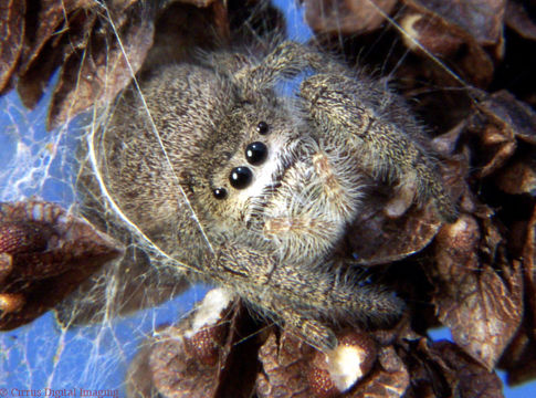 Phidippus princeps (Peckham & Peckham 1883)的圖片