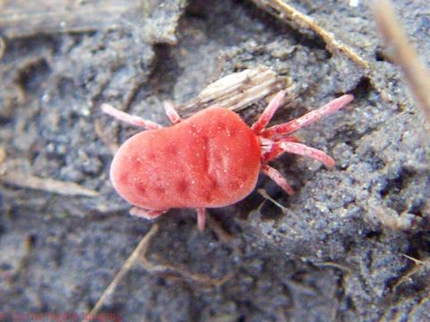 Image of Trombidium