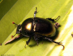 Image of Geotrupes