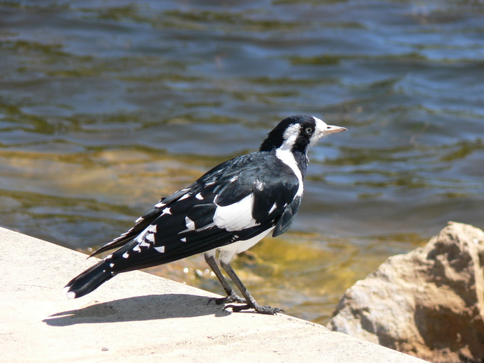 Image of Magpie-lark